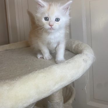 Fluffy white kitten with blue eyes standing on a soft cat tree.