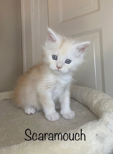 Fluffy cream and white kitten named Scaramouch sitting on a soft bed.
