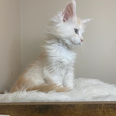 Fluffy white and beige kitten sitting on a soft surface, looking to the side.