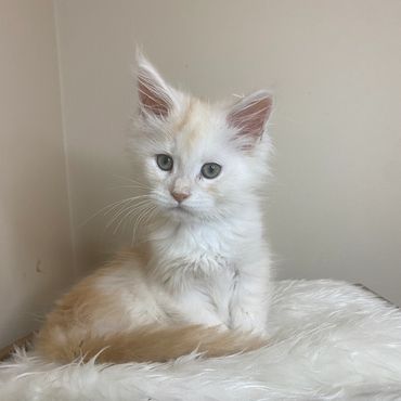 Fluffy cream and white kitten sitting on a soft white blanket.