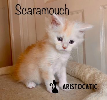 Fluffy kitten named Scaramouch sitting on a soft beige blanket.