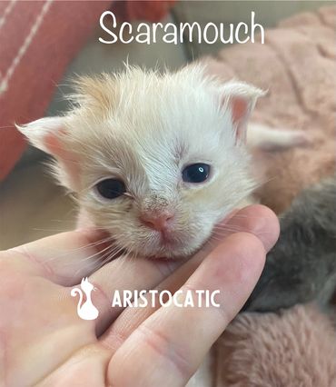 Maine Coon kitten resting during early development stage