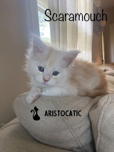 A fluffy white and orange kitten named Scaramouch resting on a beige couch.