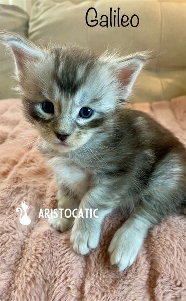 Fluffy silver Maine Coon kitten Galileo looking directly at the camera.