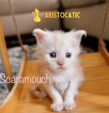 Fluffy white kitten with big eyes sitting on a wooden swing.