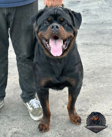 Pure Bred German Rottweiler Puppies - Von Der Hing Rottweilers