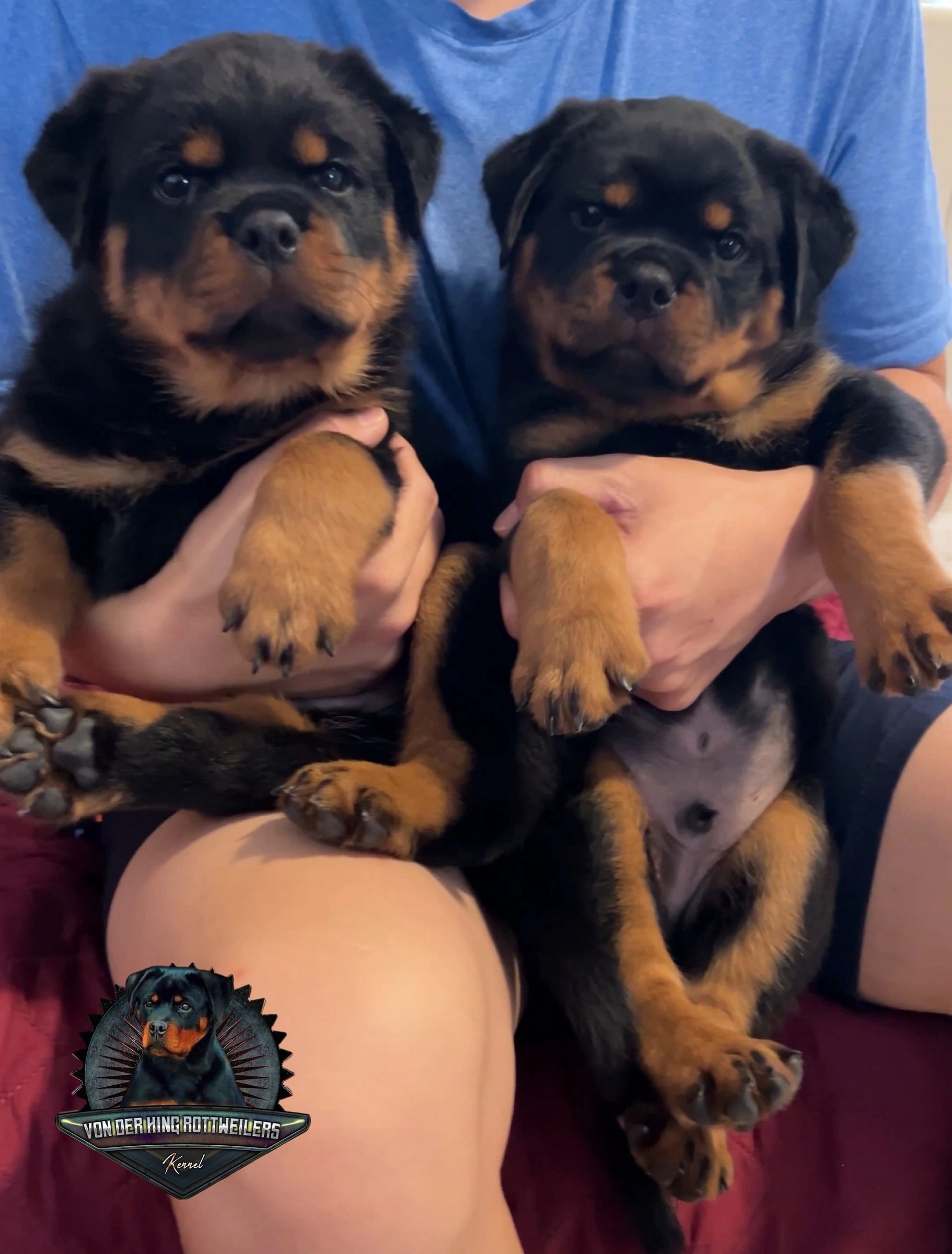 Pure Bred German Rottweiler Puppies - Von Der Hing Rottweilers