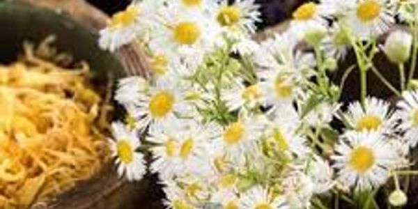 Close-up of white daisies with yellow centers.