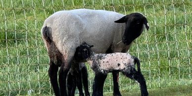 Sheep and a lamb near a wire fence.