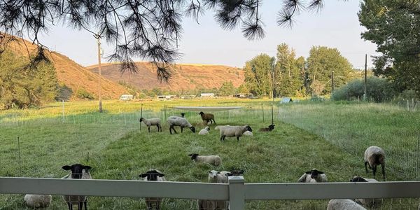 Sheep grazing peacefully in a fenced green pasture with hills in the background.