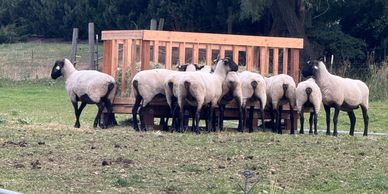 Sheep gathered around a feeding trough in a field.