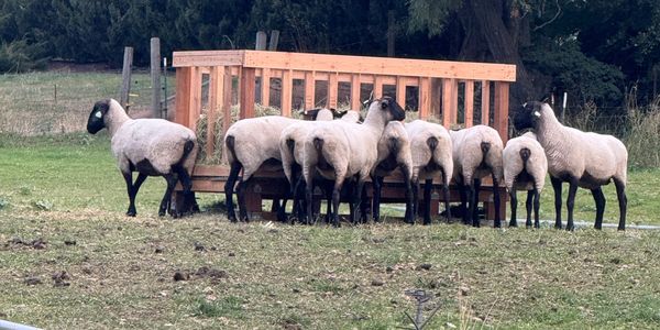 Suffolk sheep gathered around the wooden feeder on pasture early spring.