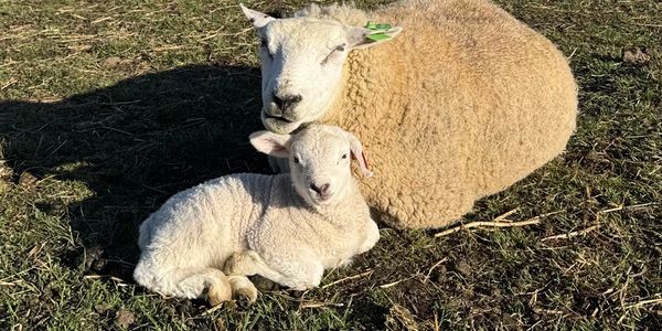 A sheep and its lamb resting on grass in sunlight.