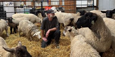 Man surrounded by sheep in a barn.