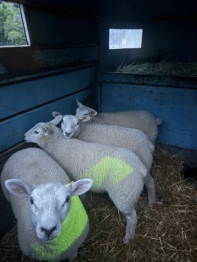 Three sheep resting closely together.