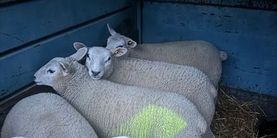 Three sheep resting closely together.