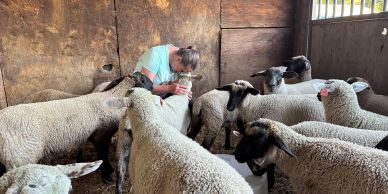 Person surrounded by sheep in a barn.
