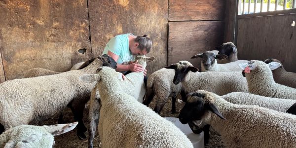 Melissa hugging on all the sheep inside a barn. Friends before food!