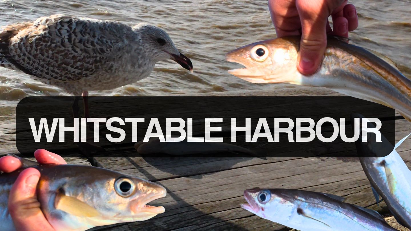 Whitburn Fish Whitstable Harbour! Dogfish, Whiting & A Cheeky Seagull!