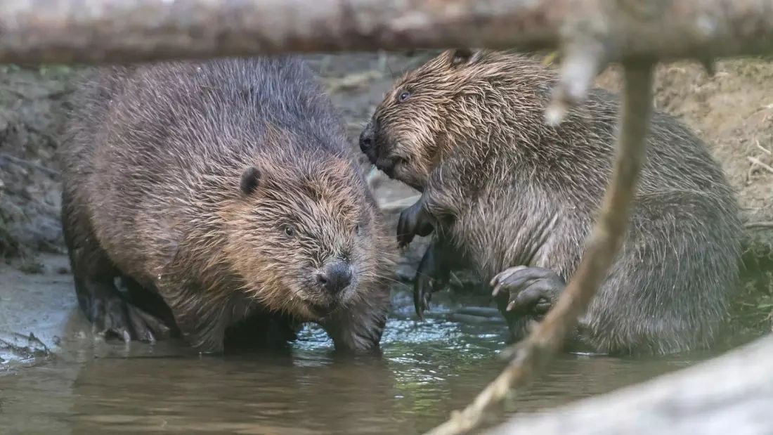 Beavers Protected In England 400 Years After Hunted To Extinction