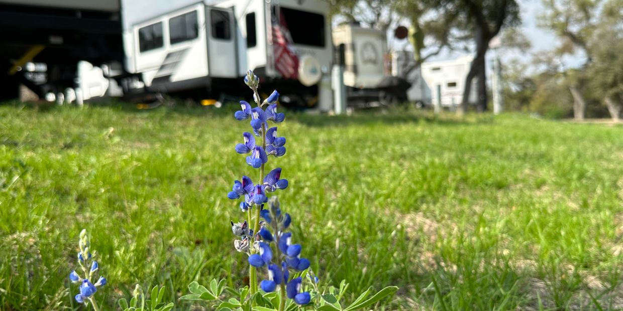 Bluebonnet flowers blooming in front of RVs in a campground.