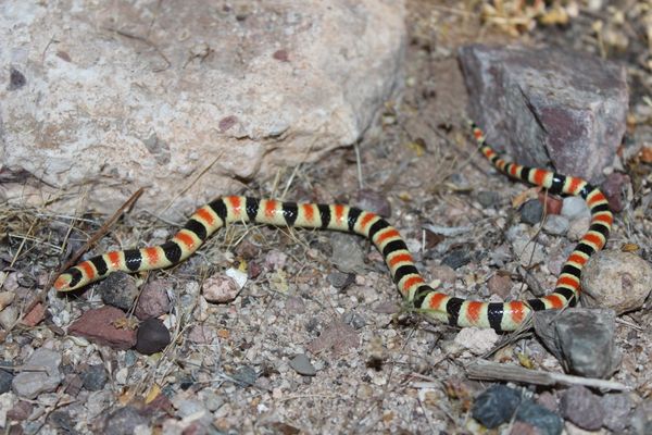 Chionactis occipitalis, aka the 
Western Shovel-nosed Snake. 