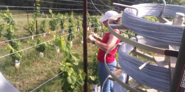 Toni string vineyard wire for new vine plantings.