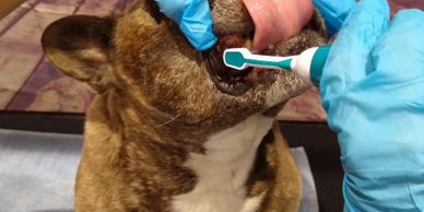 Ultrsonic Emmi-Pet teeth cleaning - normally £40 but now £35 for first treatment and £15 thereafter.