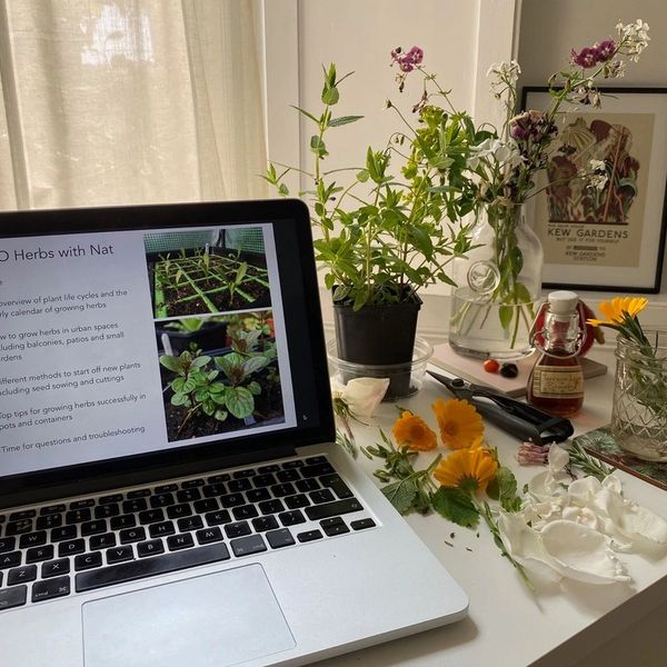 studying on a laptop computer on desk surrounded by medicinal herbs