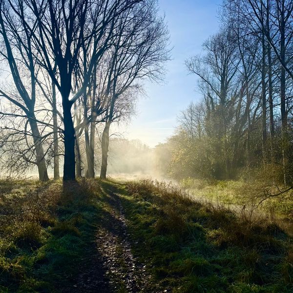Sunlight filters through bare trees on a misty forest path.