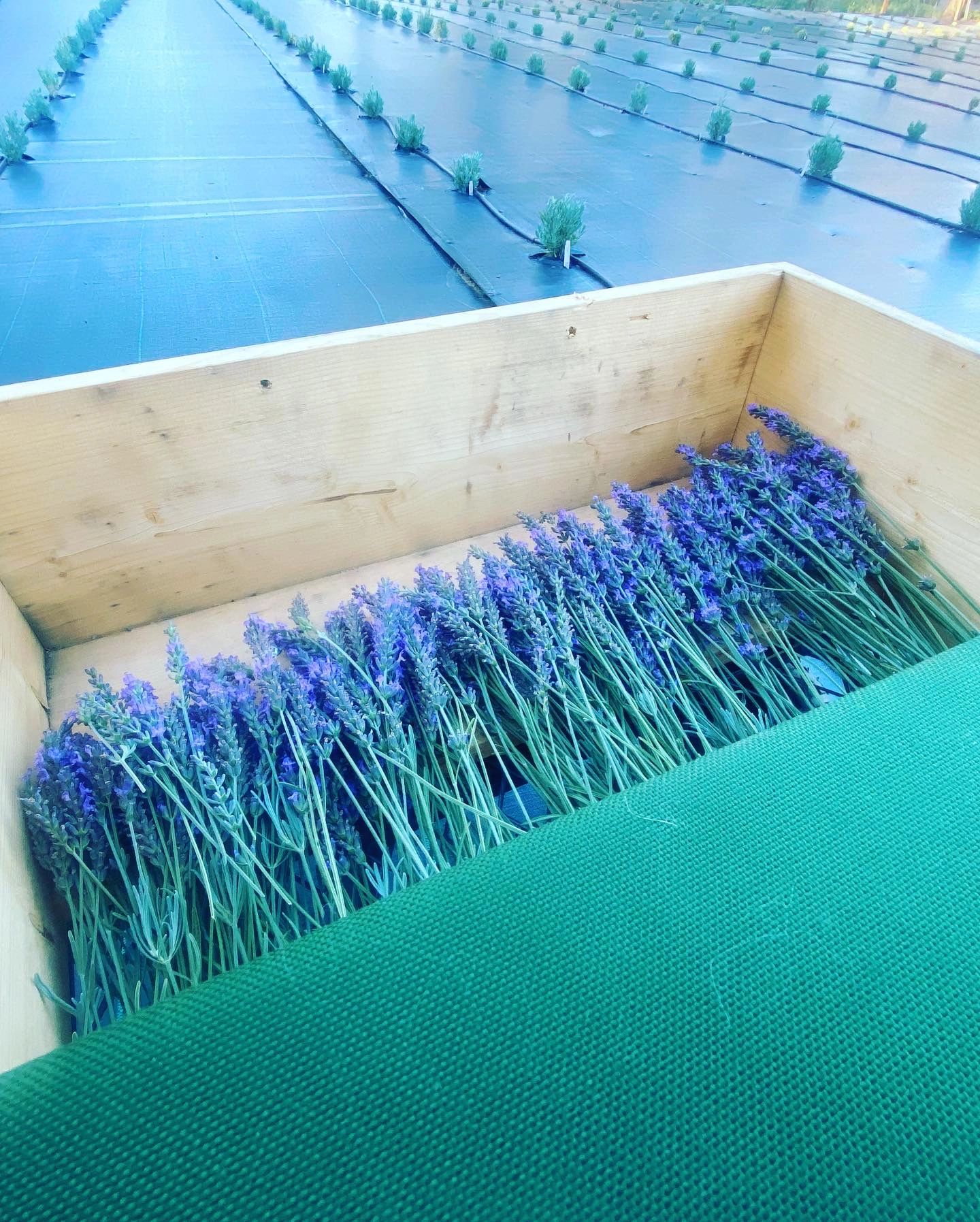 Mountain Lavender Farm