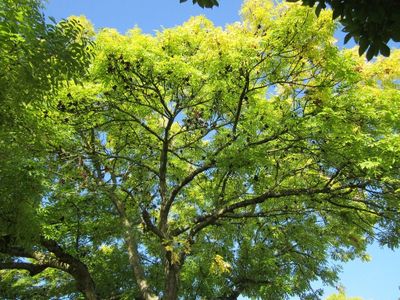 Bright green tree canopy under clear blue sky.