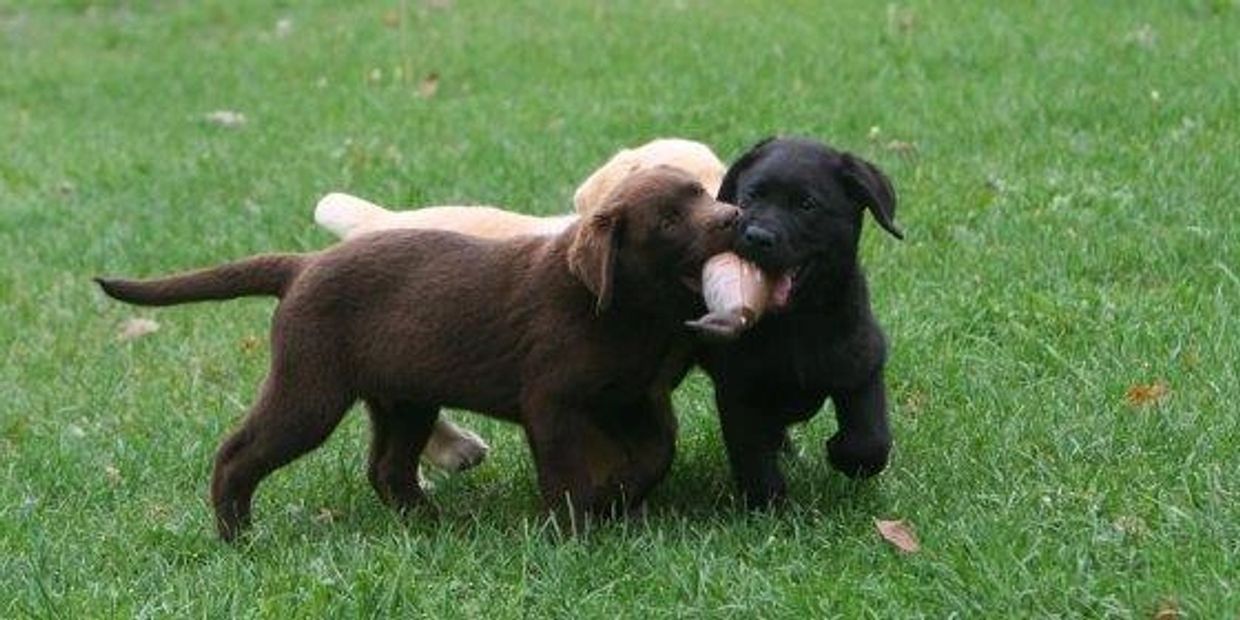Three playful puppies tugging on a toy in the grass.