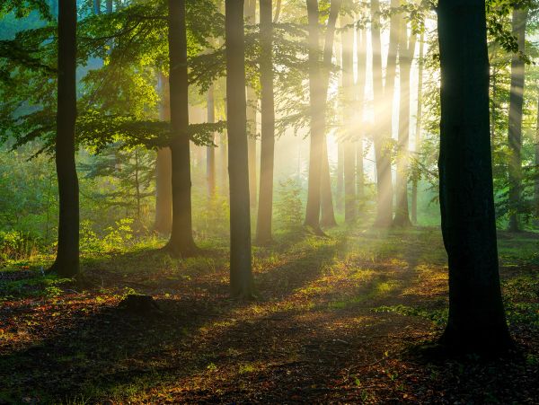Sunlight filtering through a dense forest.