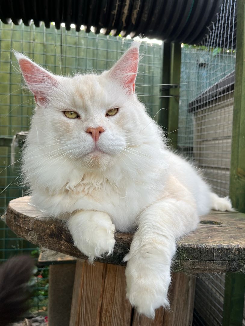 Red silver shaded Maine coon