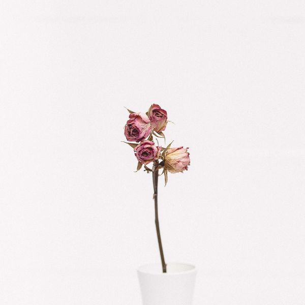 A small bunch of dried pink roses against a pink background.