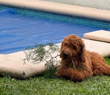 Perro marrón con rama en la boca al lado de una piscina.