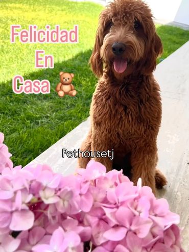 Perro feliz en casa con flores rosas.