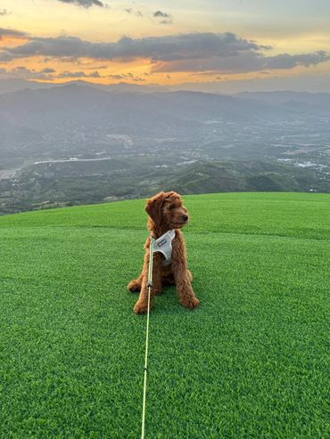 Perro sentado en césped verde con montañas y atardecer al fondo.