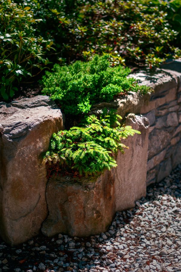 Basalt boulders/mortared basalt stone retaining wall, planting details, side yard