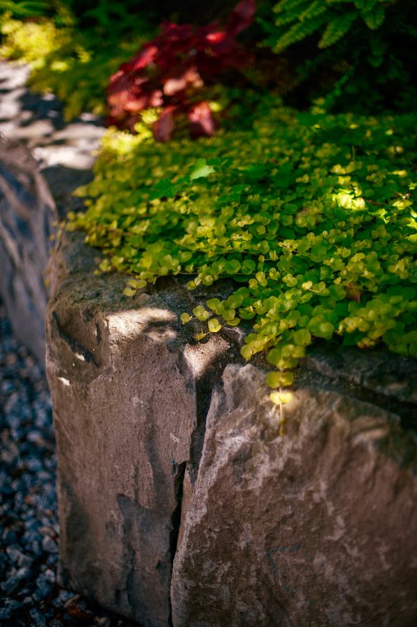 Basalt stone boulders and mortared basalt stone retaining wall, plants, North Vancouver landscaping