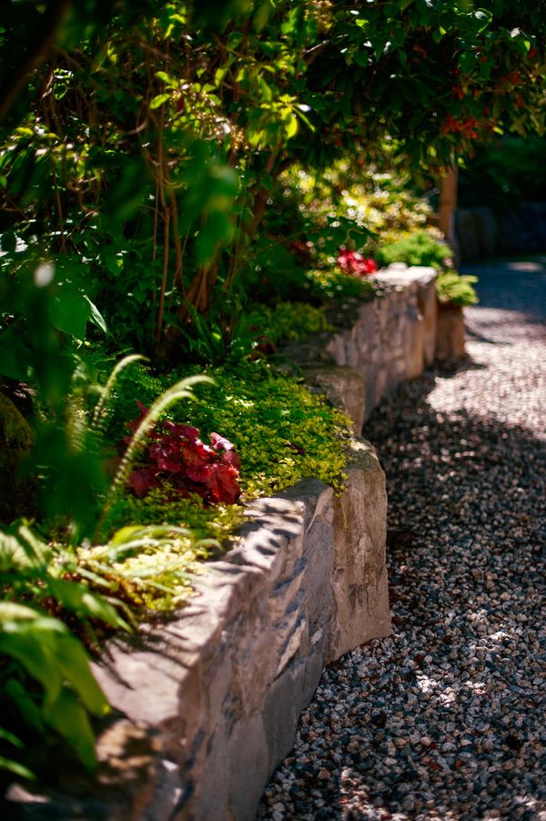 Basalt stone boulders and mortared basalt stone retaining wall, plants, North Vancouver landscaping