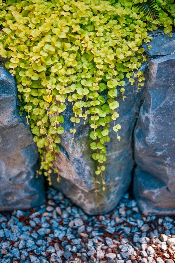 basalt boulder, planting details, retaining wall, landscape project in North Vancouver