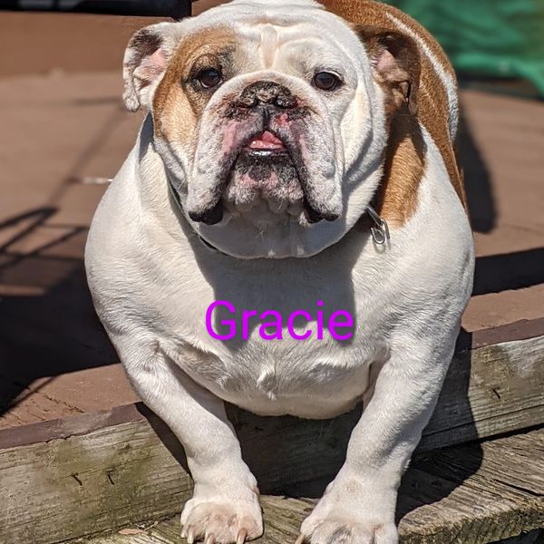 Gracie our Bulldog