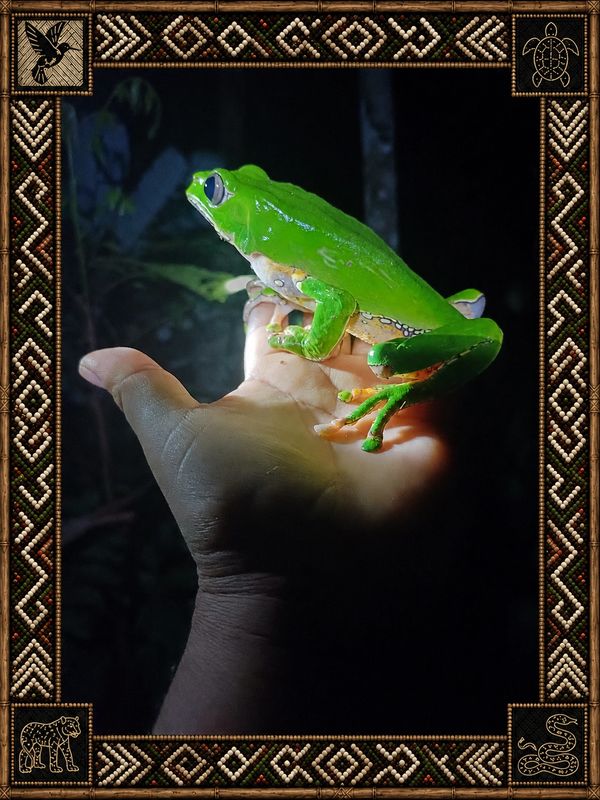 Bright green frog perched on hand at night.
