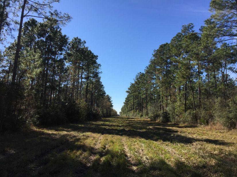 Timber Management Apex Forestry