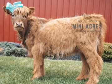A fluffy young calf wearing a blue bow stands on grass near a red barn.