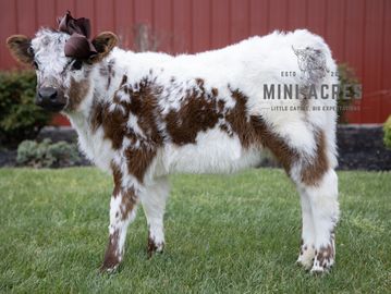 A fluffy brown and white miniature calf with a bow on its head standing on grass.