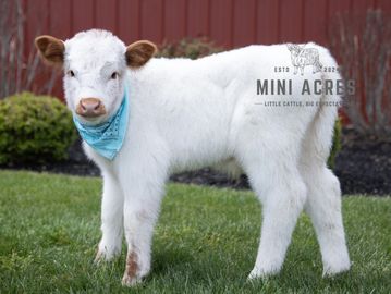 A white calf wearing a blue bandana stands on green grass near a red fence.