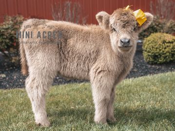 A fluffy light brown calf with a yellow tag on its ear stands on green grass.
